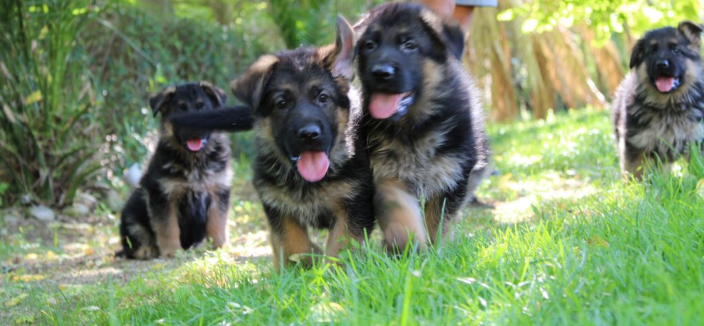 foto di cuccioli di pastore tedesco