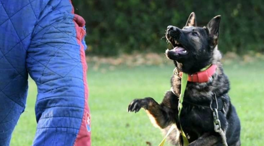 Centro Cinofilo dell Rose - Addestramento per cani