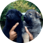 pastore tedesco grigio e nero