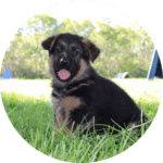 pastore tedesco pelo corto