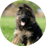 pastore tedesco pelo lungo