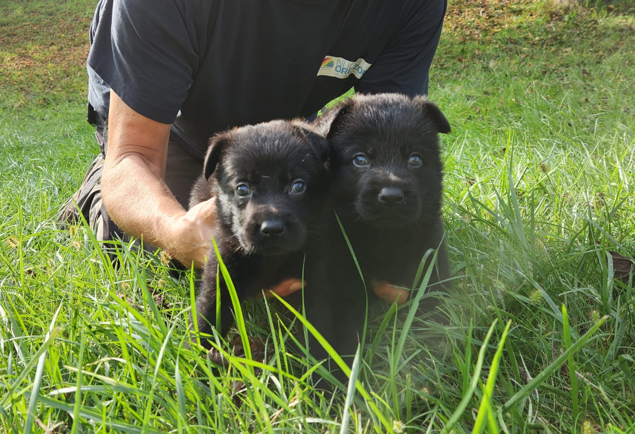 cuccioli di pastore tedesco nero Allevamento Dei Lupi di Mare - Centro Cinofilo delle Rose