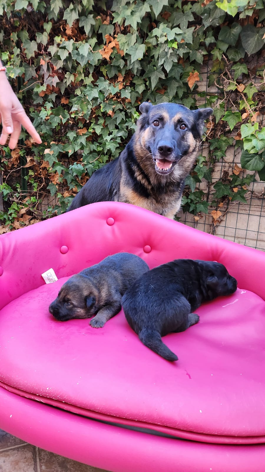 pastore tedesco nero Allevamento Dei Lupi di Mare - Centro Cinofilo delle Rose