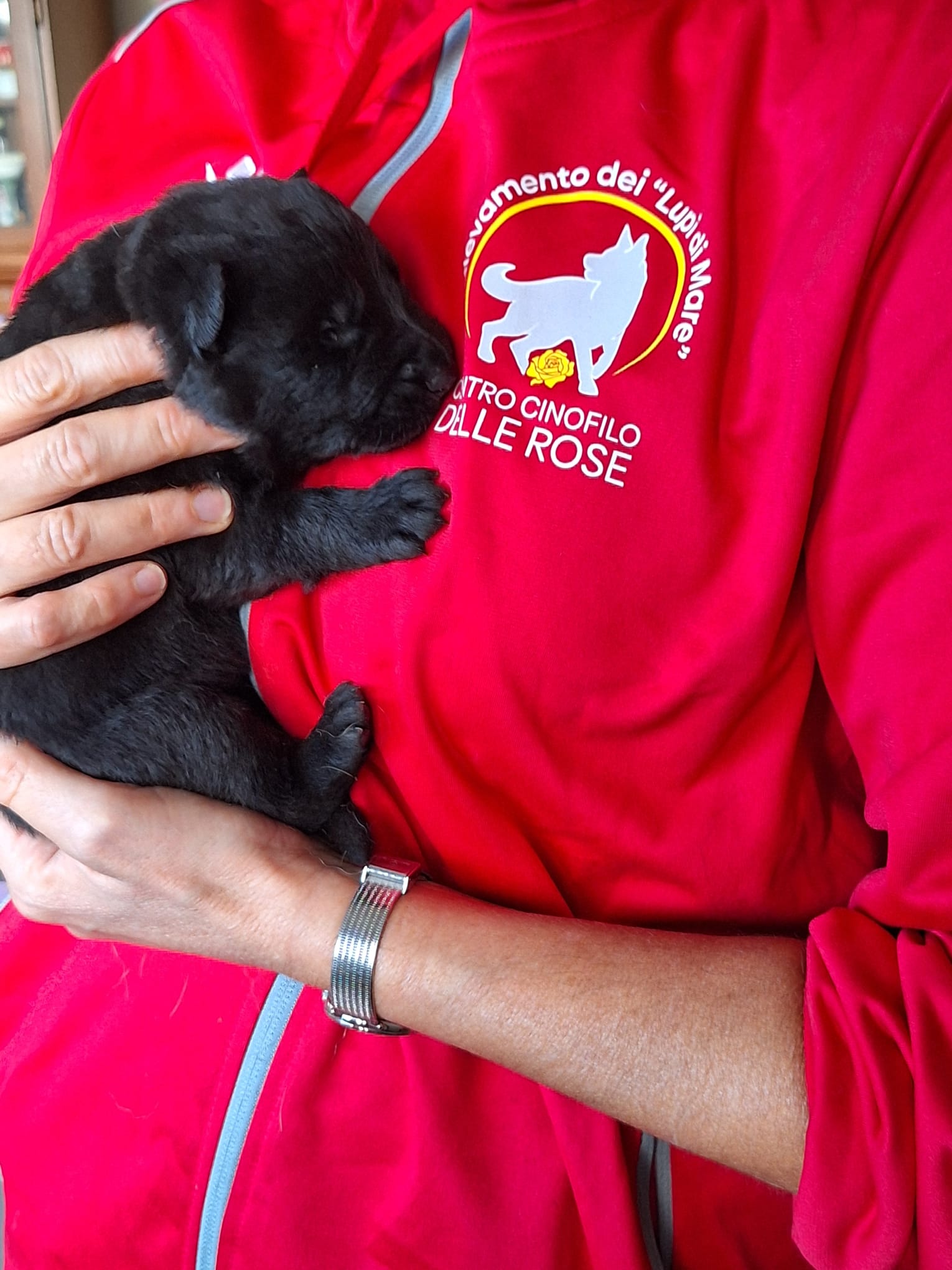 cucciolo di pastore tedesco nero Allevamento Dei Lupi di Mare - Centro Cinofilo delle Rose