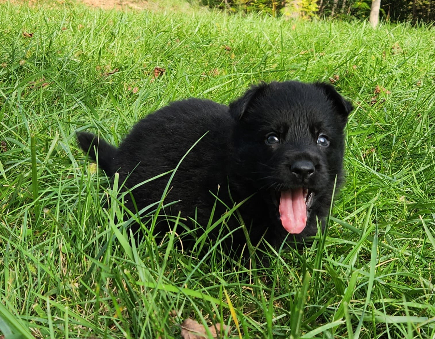 cucciolo di pastore tedesco nero