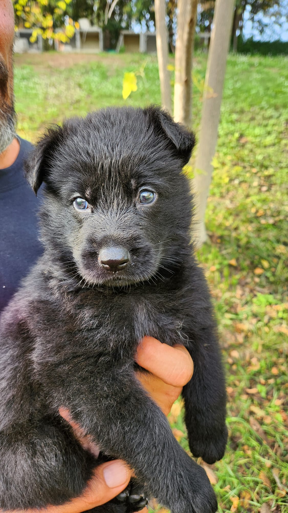 cucciolo di pastore tedesco nero Allevamento Dei Lupi di Mare