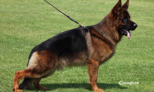 pastore tedesco Dei Lupi di Mare