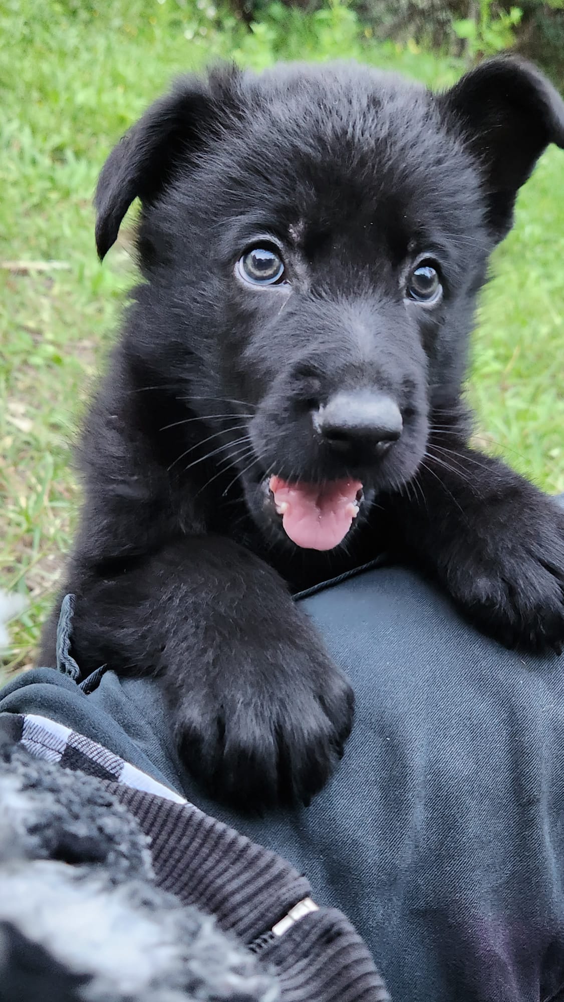 cuccioli di pastore tedesco nero focati