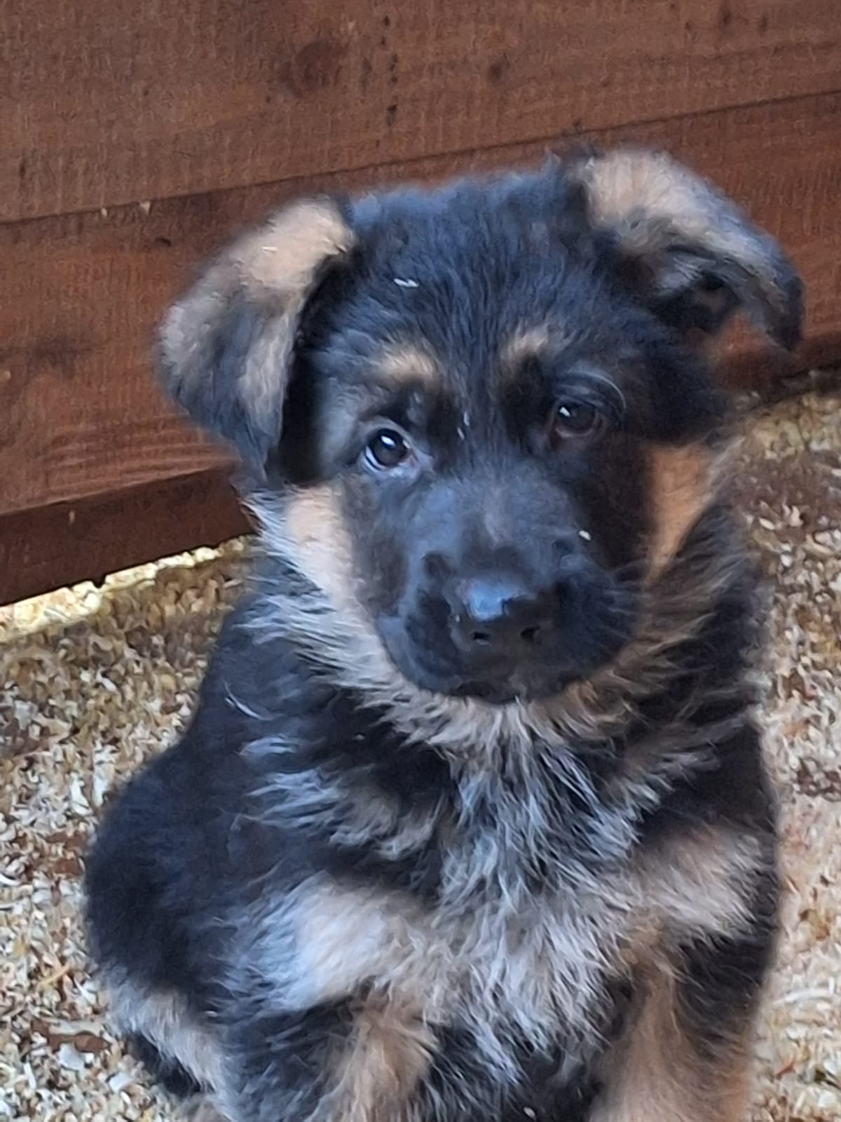 cuccioli di pastore tedesco in vendita del Centro Cinofilo delle Rose