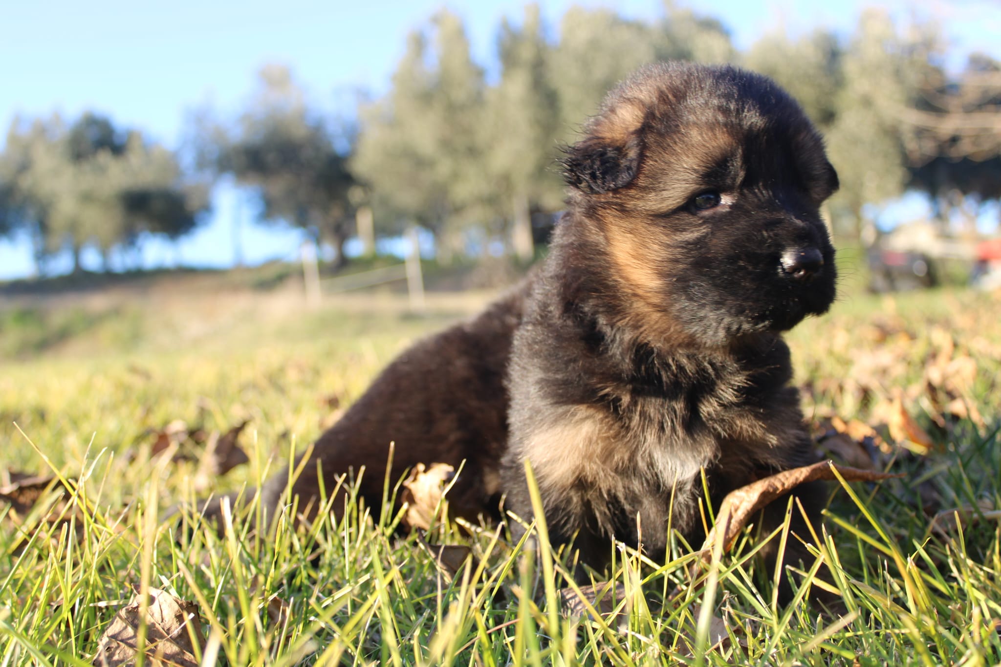 cuccioli di pastore tedesco in vendita del Centro Cinofilo delle Rose
