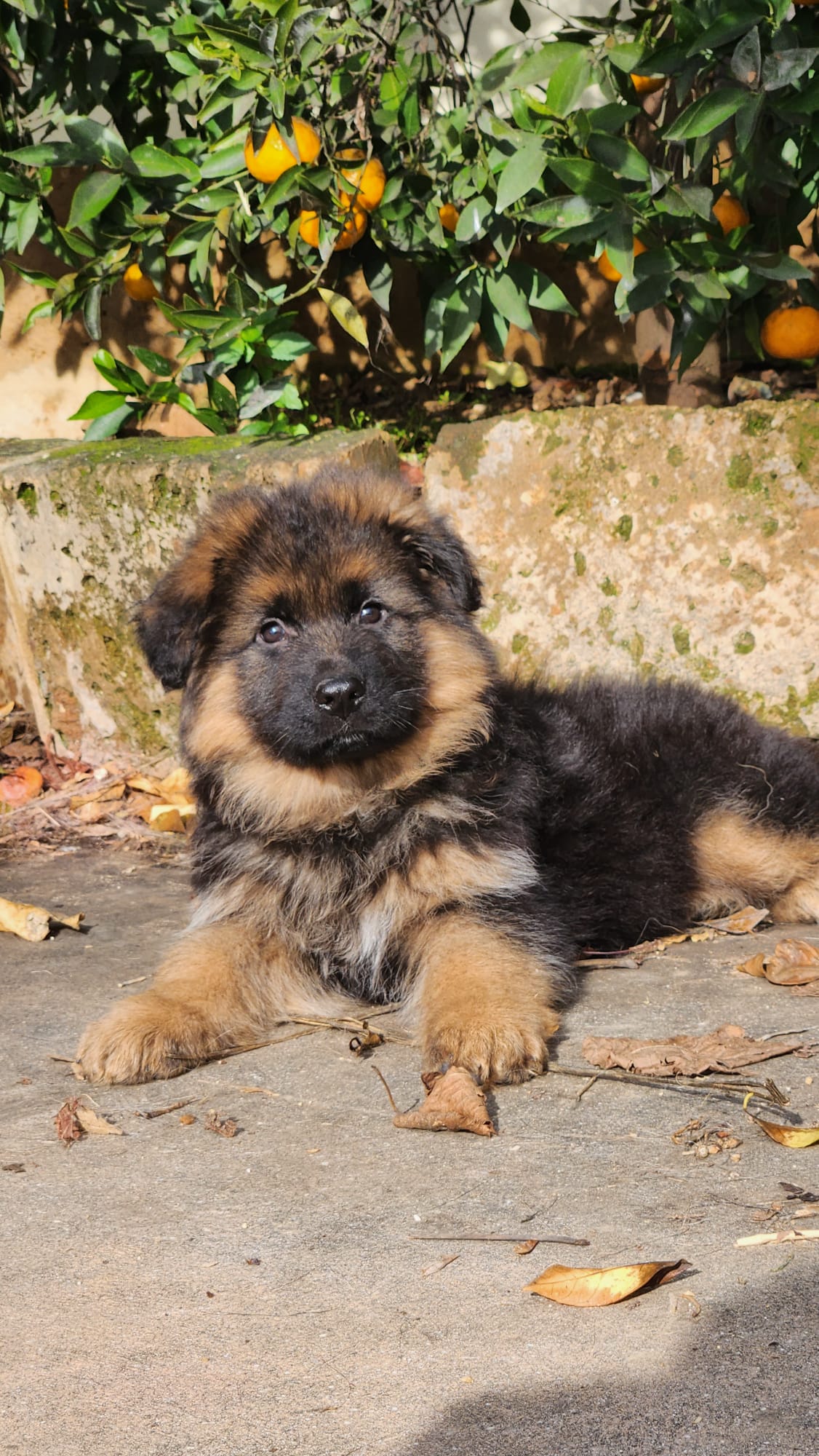 cuccioli di pastore tedesco in vendita del Centro Cinofilo delle Rose