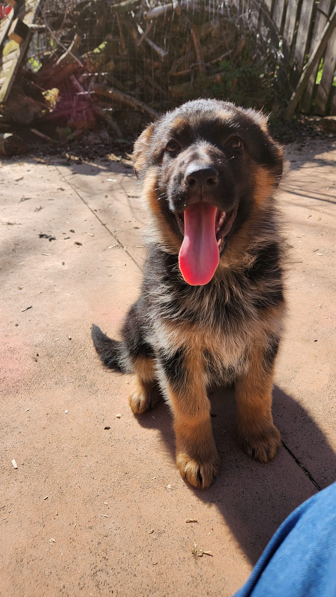 cuccioli di pastore tedesco in vendita del Centro Cinofilo delle Rose