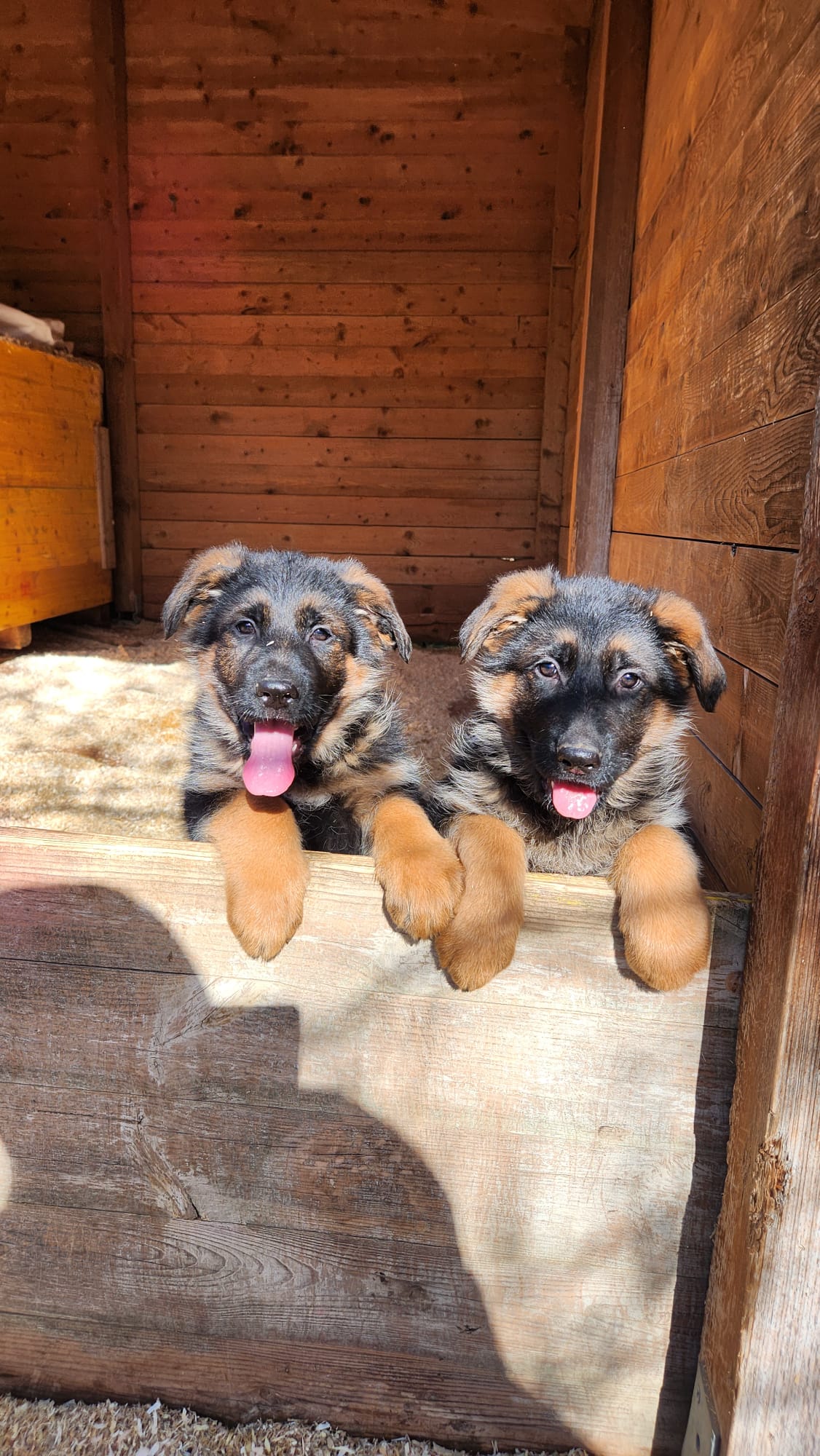 cuccioli di pastore tedesco in vendita del Centro Cinofilo delle Rose