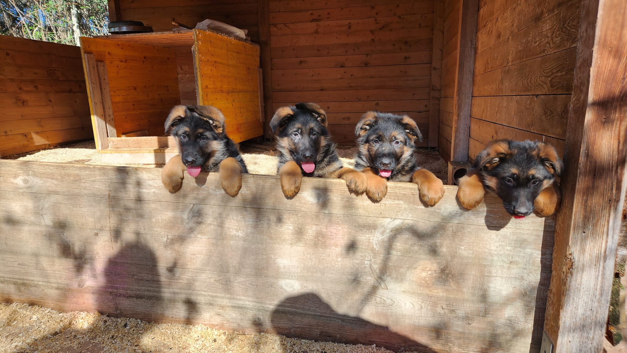 cuccioli di pastore tedesco in vendita del Centro Cinofilo delle Rose