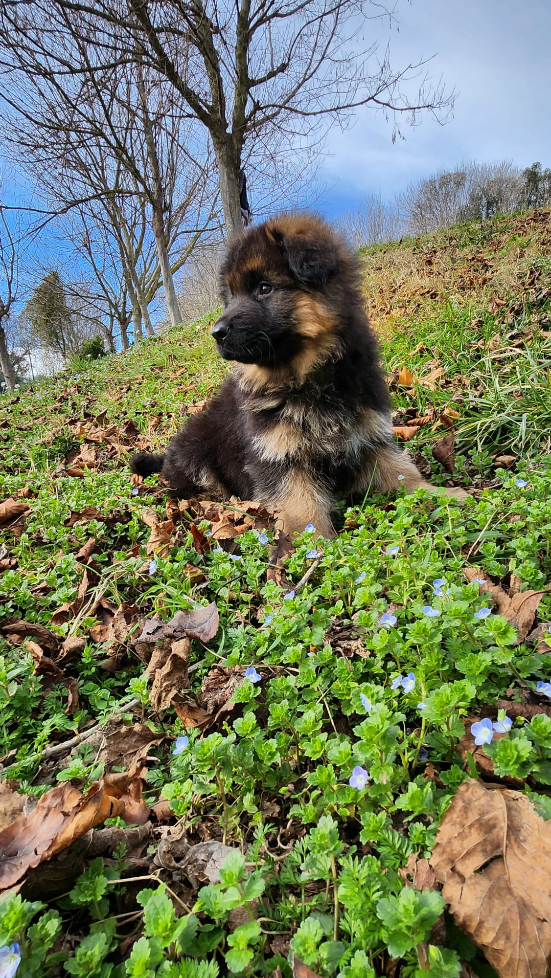 cuccioli di pastore tedesco in vendita del Centro Cinofilo delle Rose