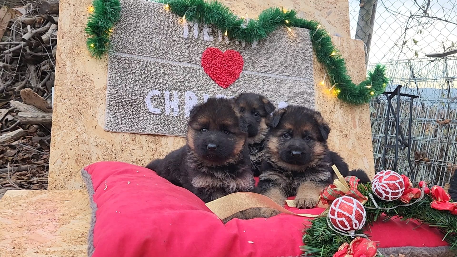 cuccioli di pastore tedesco in vendita del Centro Cinofilo delle Rose