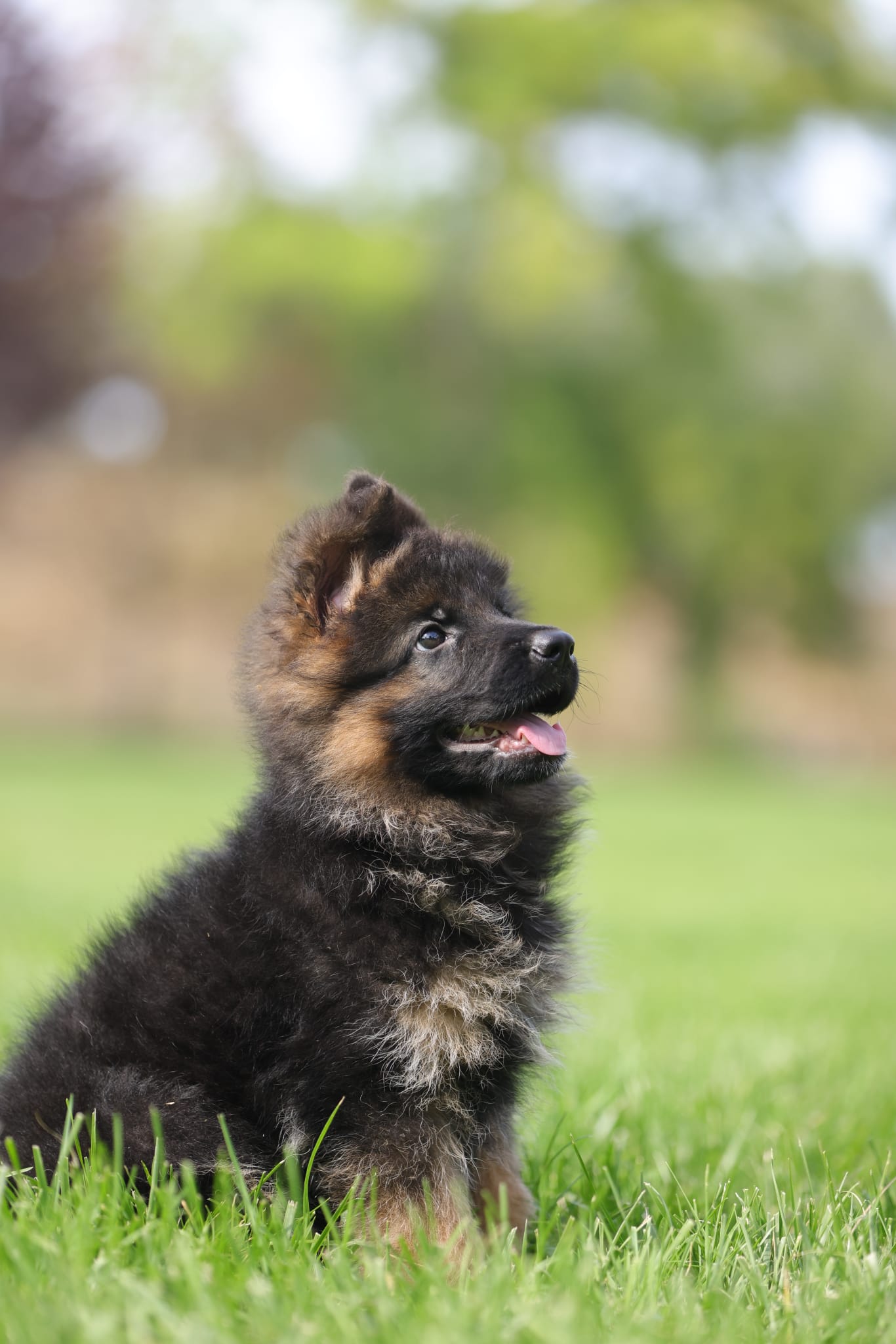 cuccioli di pastore tedesco in vendita del Centro Cinofilo delle Rose