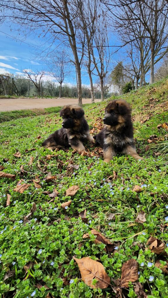 cuccioli di pastore tedesco - Allevamento Dei Lupi di Mare Centro Cinofilo delle Rose