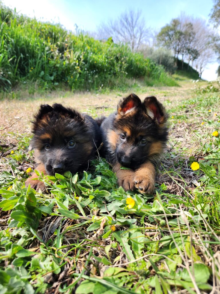 cuccioli di pastore tedesco - Allevamento Dei Lupi di Mare Centro Cinofilo delle Rose