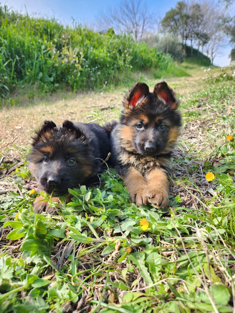 cuccioli di pastore tedesco - Allevamento Dei Lupi di Mare Centro Cinofilo delle Rose