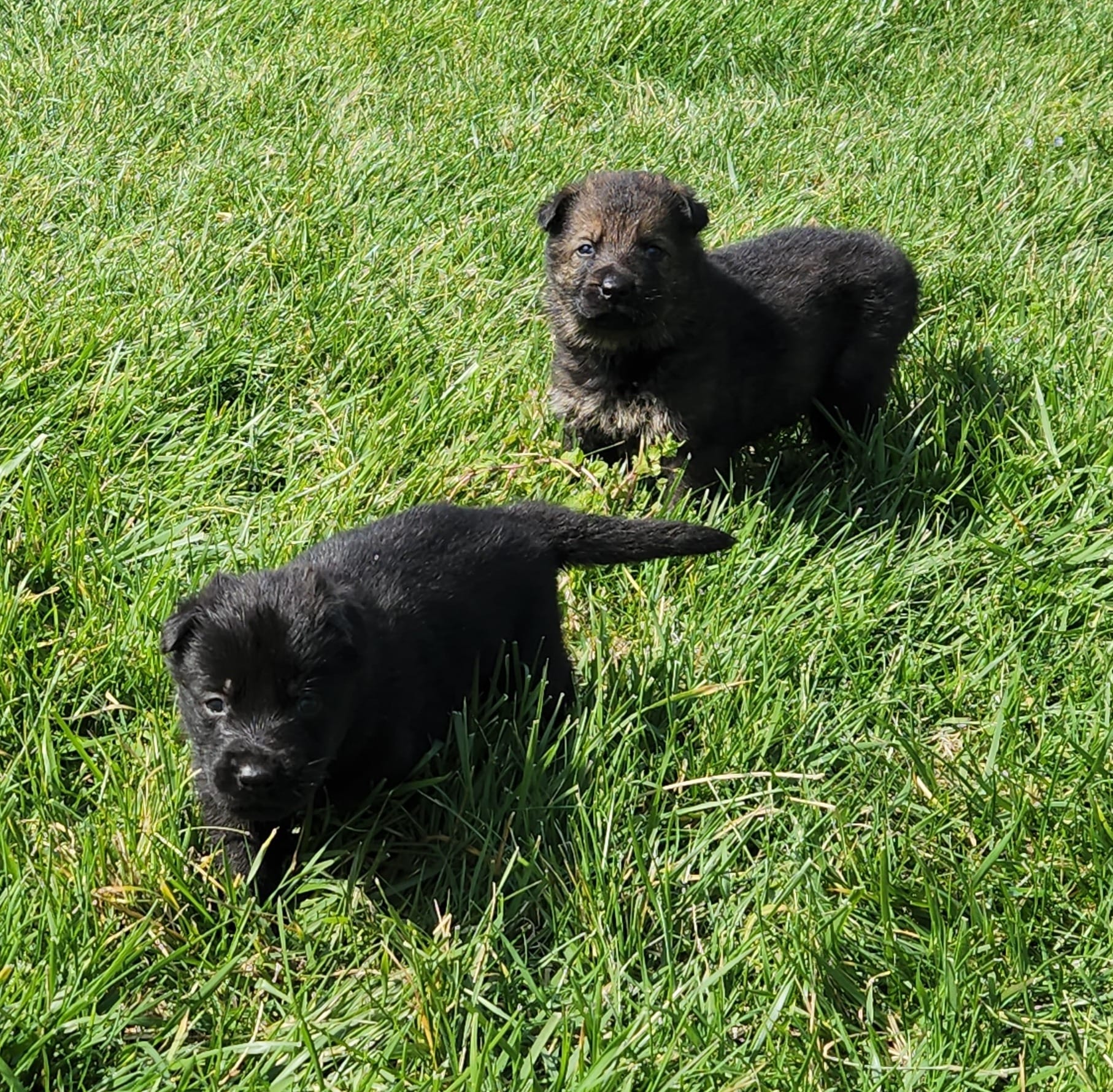 cuccioli di pastore tedesco da lavoro - Allevamento Dei Lupi di Mare