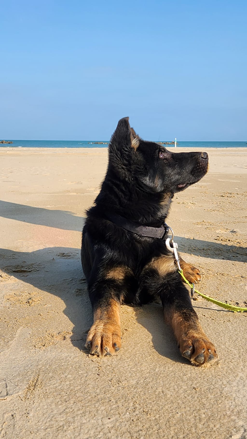cucciolo di pastore tedesco da lavoro - Allevamento Dei Lupi di Mare