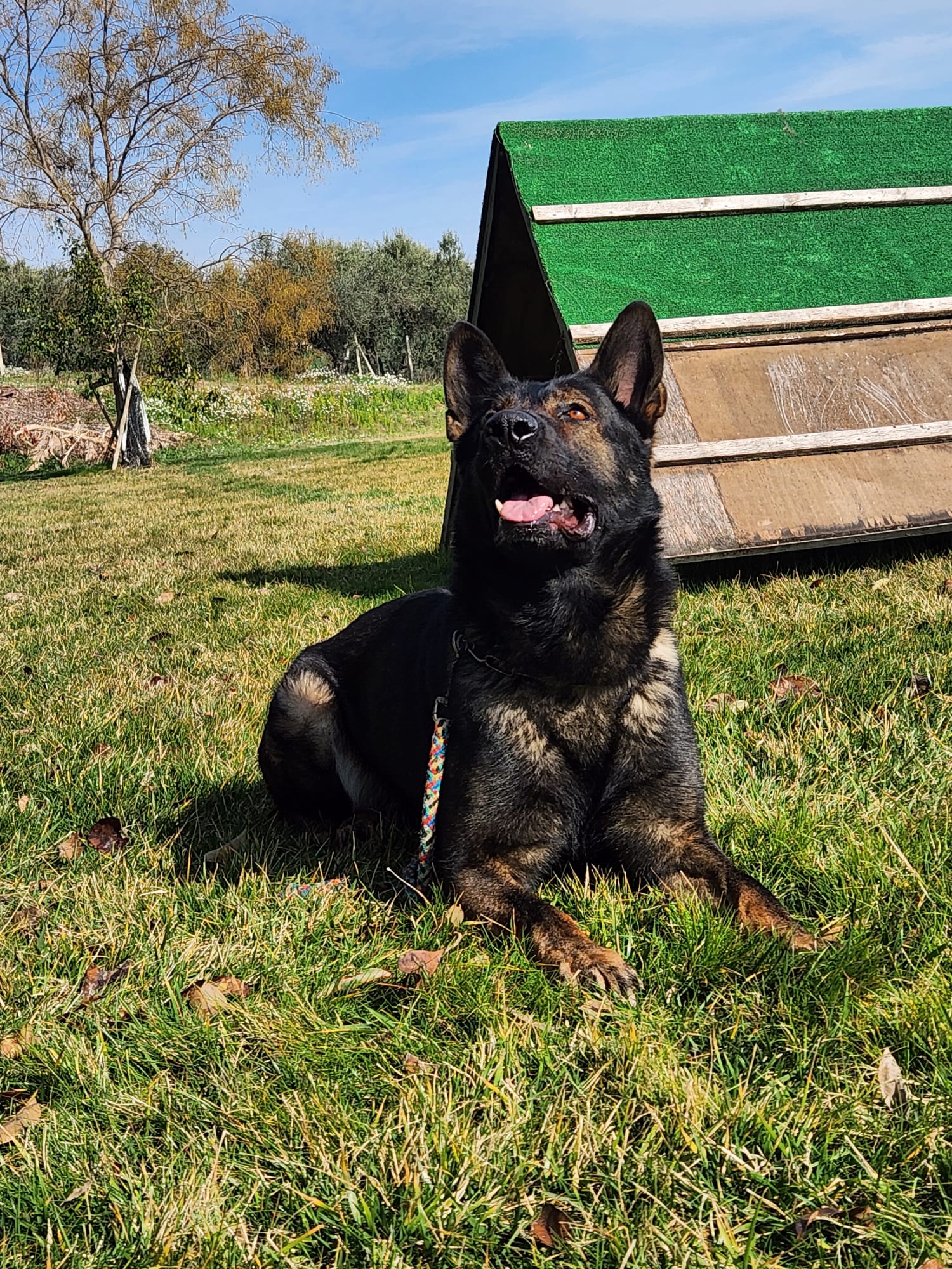 pastore tedesco da lavoro - Allevamento Dei Lupi di Mare