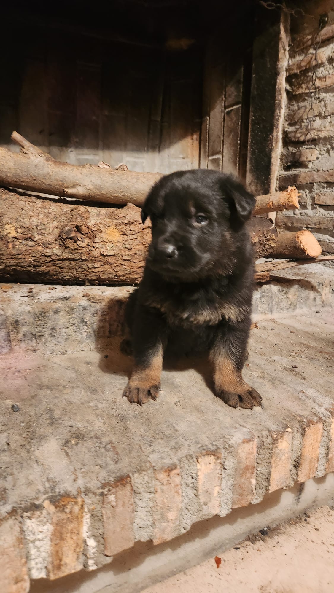 cucciolo pastore tedesco da lavoro - Allevamento Dei Lupi di Mare