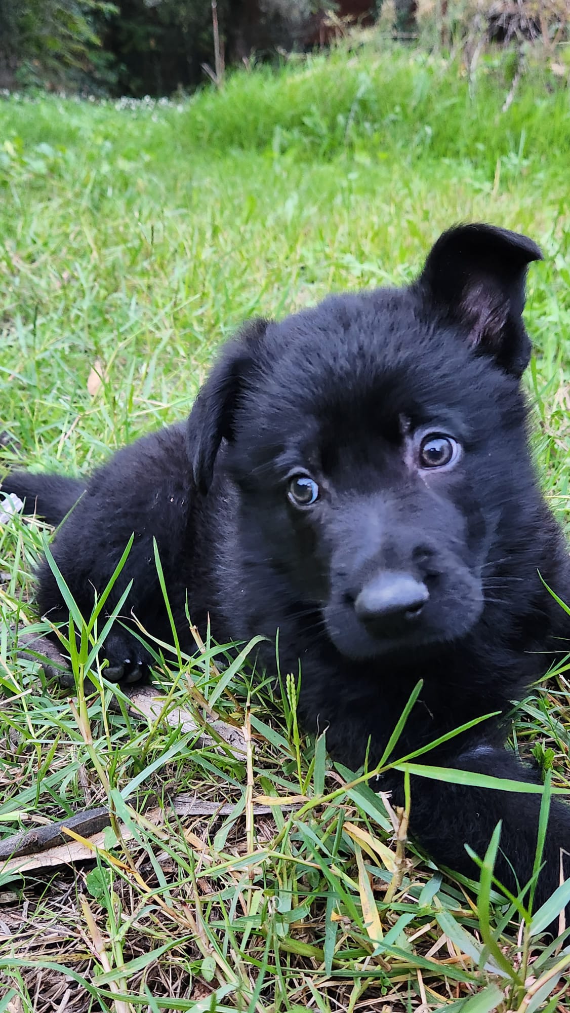 cucciolo pastore tedesco da lavoro - Allevamento Dei Lupi di Mare