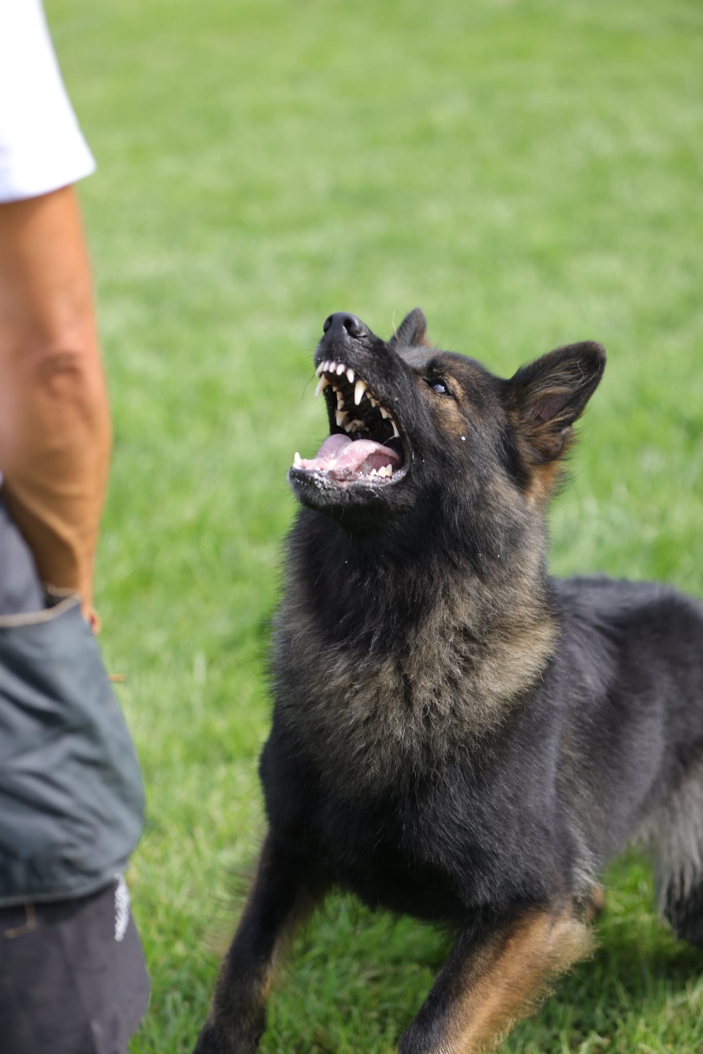 pastore tedesco da lavoro - Allevamento Dei Lupi di Mare