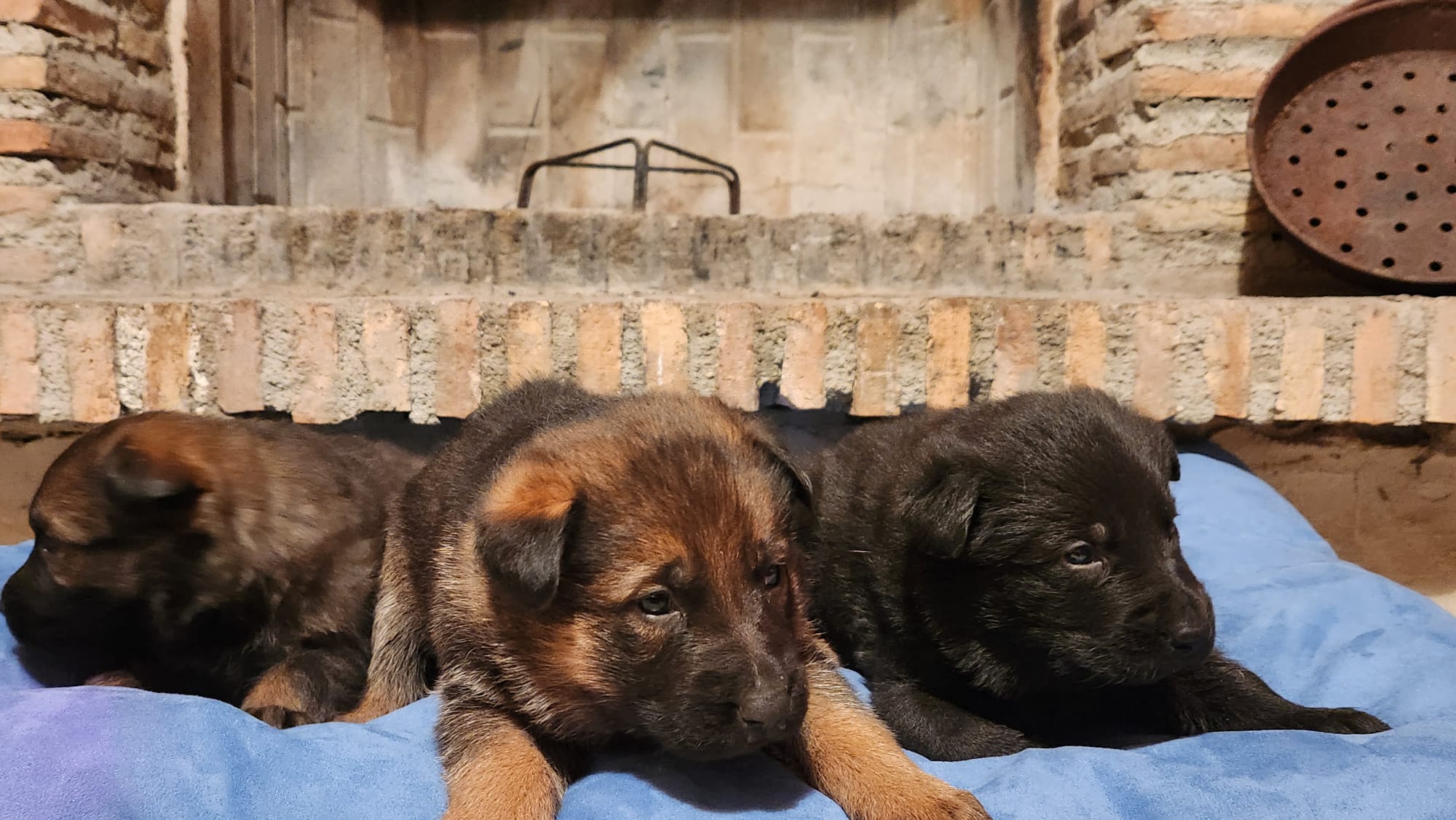 cuccioli pastore tedesco da lavoro - Allevamento Dei Lupi di Mare