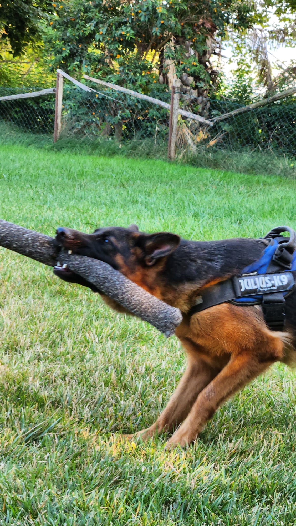 pastore tedesco da lavoro - Allevamento Dei Lupi di Mare