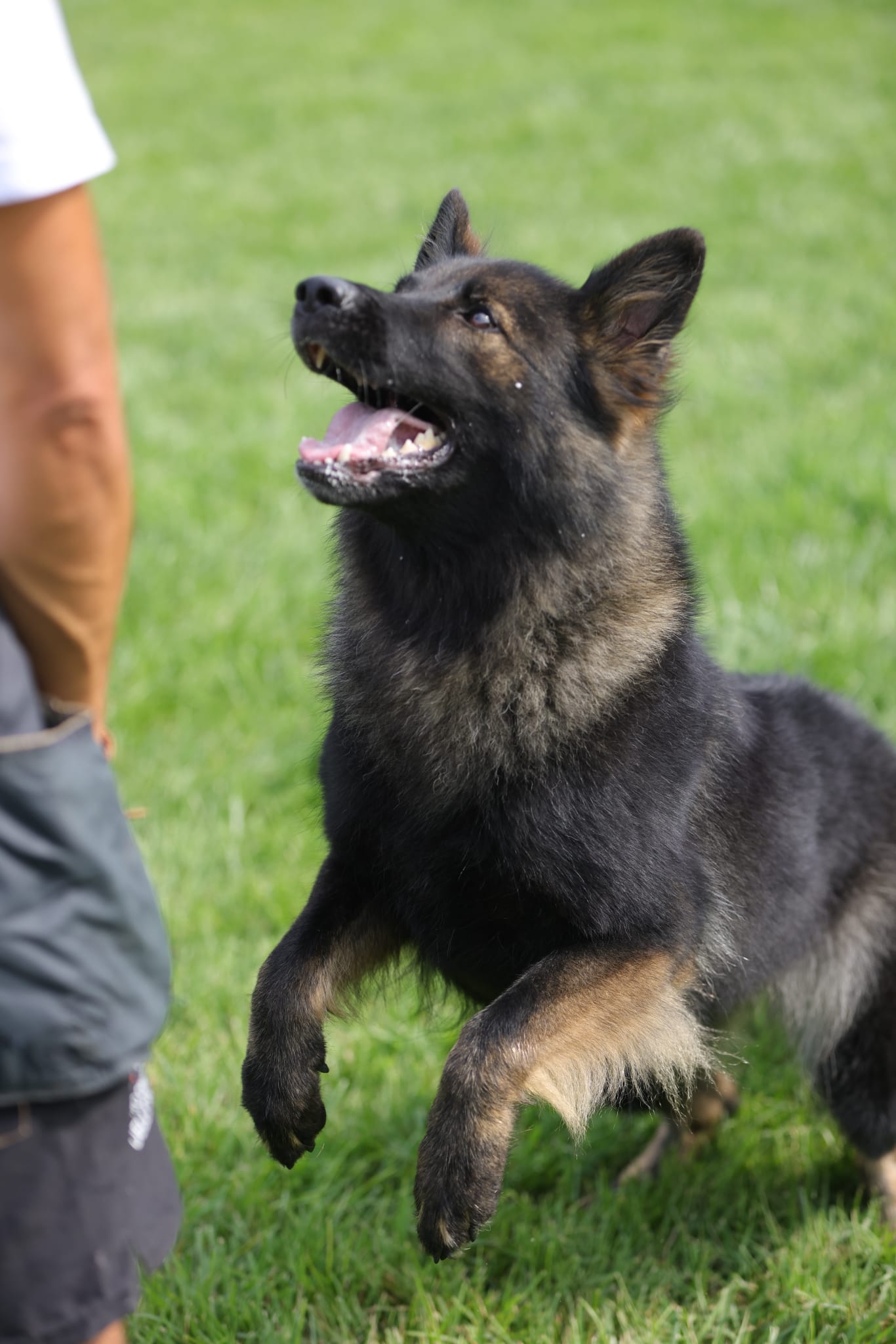 pastore tedesco grigio - Allevamento Dei Lupi di Mare