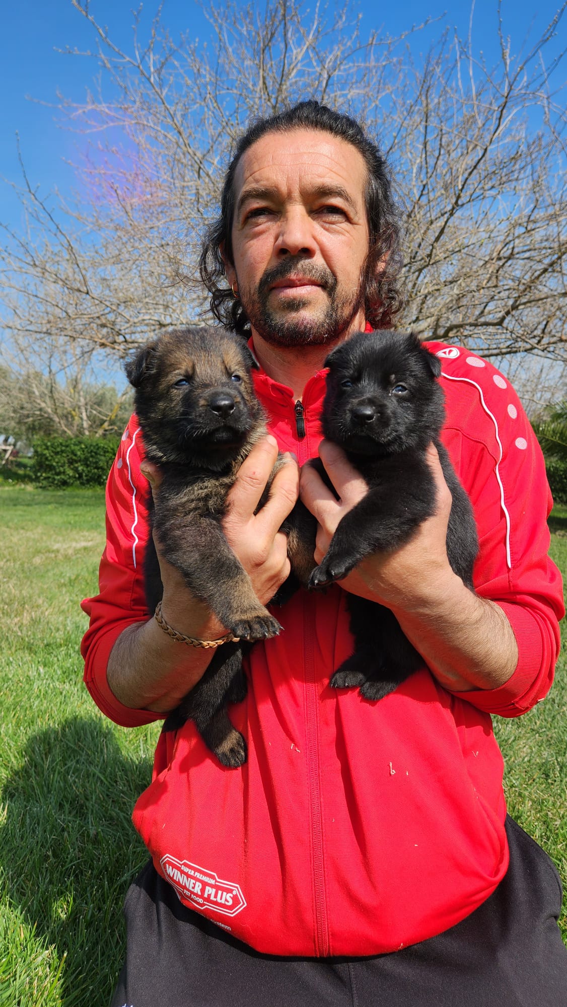cuccioli di pastore tedesco grigio - Allevamento Dei Lupi di Mare