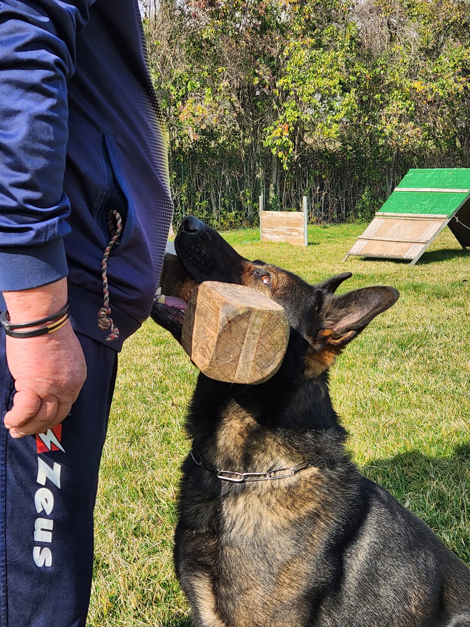 pastore tedesco grigio - Allevamento Dei Lupi di Mare