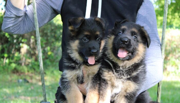 due cuccioli di pastore tedesco dell'allevamento professione Dei Lupi di Mare