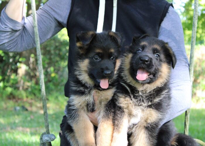 due cuccioli di pastore tedesco dell'allevamento professione Dei Lupi di Mare