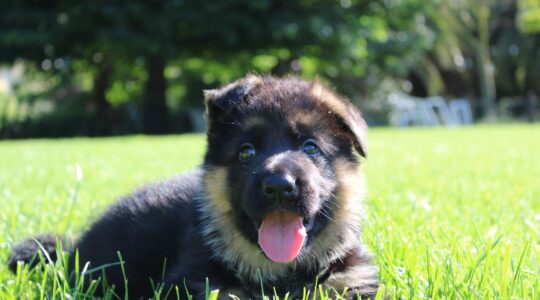 cucciolo di pastore tedesco dell'allevamento Dei Lupi di mare