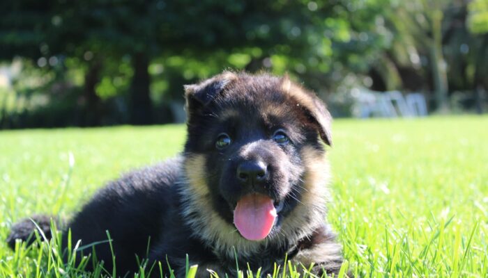 cucciolo di pastore tedesco dell'allevamento Dei Lupi di mare