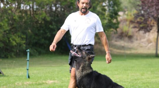 Addestramento dei Lupi di Mare