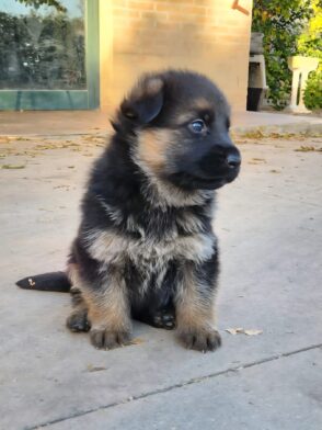 Cucciolo pastore tedesco femmina Allevamento Dei Lupi di Mare