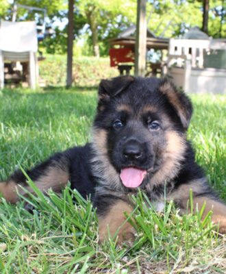 cucciolo di pastore tedesco maschio pelo corto nero focato - Allevamento Dei Lupi di Mare