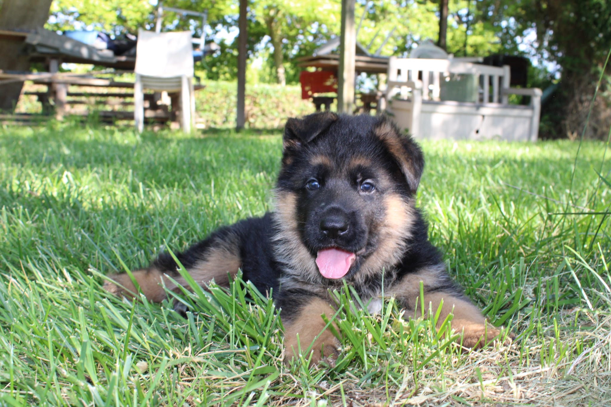 cucciolo di pastore tedesco maschio pelo corto nero focato - Allevamento Dei Lupi di Mare
