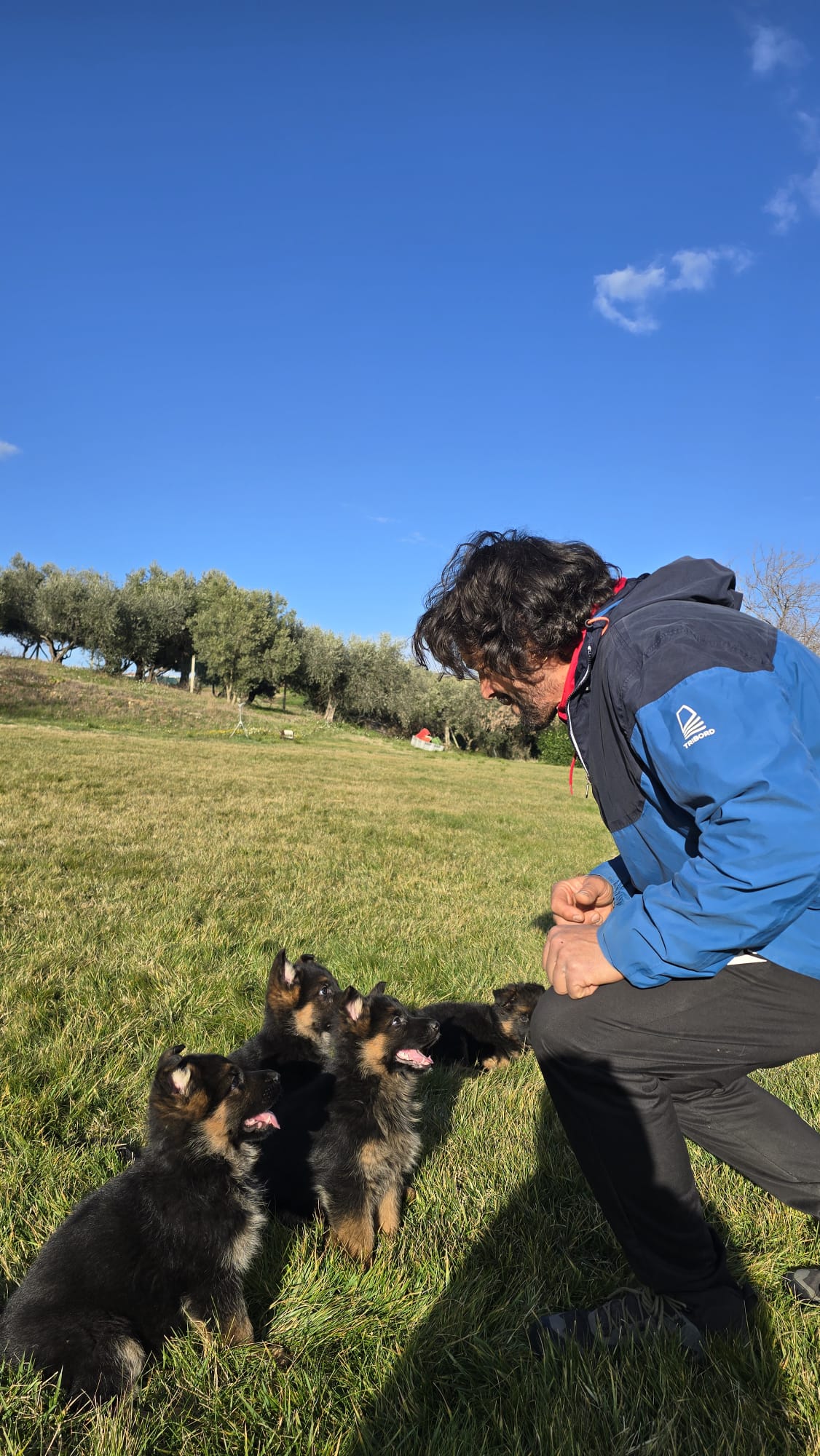 Nuova cucciolata pastore tedesco Allevamento Dei Lupi di Mare