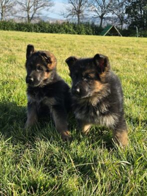 Nuova cucciolata pastore tedesco Allevamento Dei Lupi di Mare