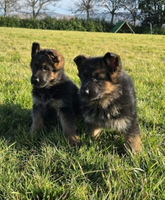 Nuova cucciolata pastore tedesco Allevamento Dei Lupi di Mare