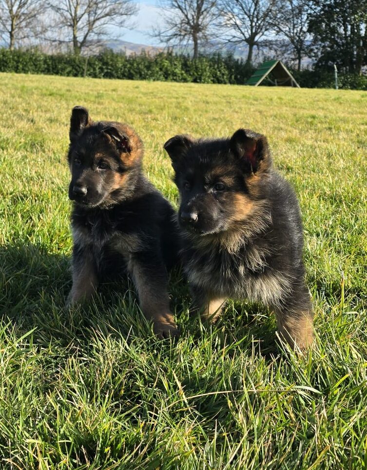 Nuova cucciolata pastore tedesco Allevamento Dei Lupi di Mare