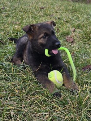 pastore tedesco da lavoro.jpg