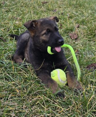 pastore tedesco da lavoro.jpg