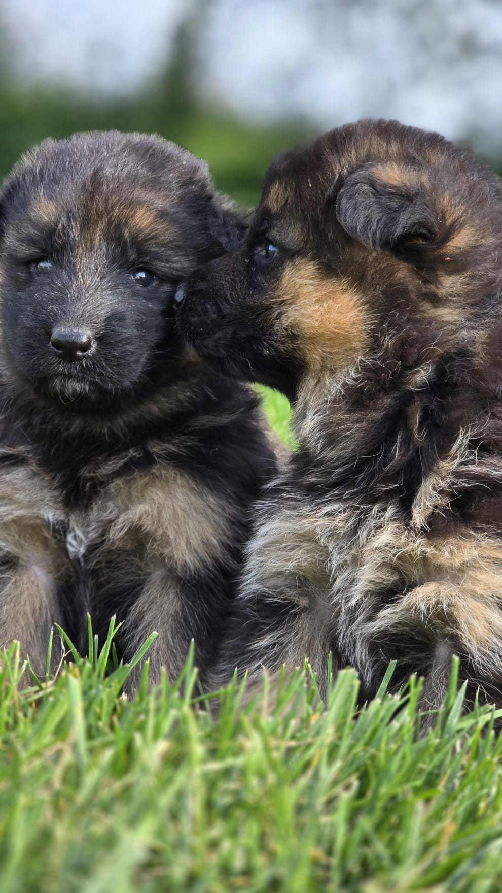 Cuccioli di pastore tedesco Allevamento Dei Lupi di Mare